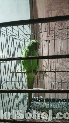 Ringneck parrot